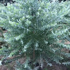 Nahaufnahme frischer Eukalyptus Baby Blue Blätter für Blumendekorationen und Kränze