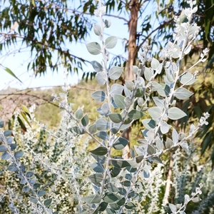Nahaufnahme frischer Silver Mountain Gum Eukalyptusblätter mit silbergrauer Textur