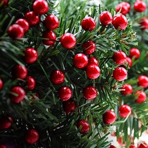Christmas red berries with green pine needles for holiday tree and wreath decoration