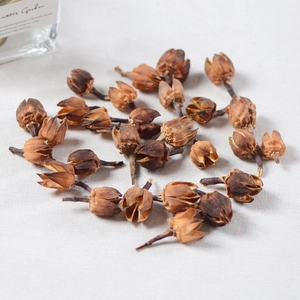 Makroaufnahme von natürlichen getrockneten Rosenmuscheln und Botanik auf weißem Stoff