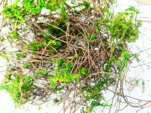 Detail view of natural dried brown grapevine vines mixed with vibrant green forest moss