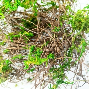 Dried natural moss vines for micro landscape DIY and miniature garden terrarium decoration