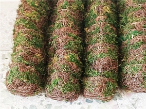 Detailed view of moss and coco coir fiber poles for climbing plant support and hydration