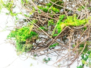 Macro detail of natural dried vines with green moss for decorative terrarium landscaping