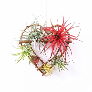 Handcrafted heart-shaped rattan wreath featuring colorful air plants on a white background