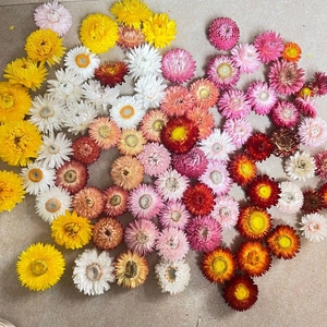 Kleurrijke gedroogde strobloemhoofdjes voor DIY knutselen op een marmeren ondergrond