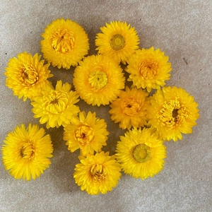 Gedroogde gele strobloemhoofjes voor DIY-knutselwerk en decoratieve bloemstukken