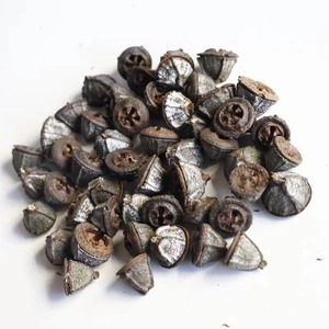 Natürliche getrocknete Eukalyptus-Samenkapseln für DIY Weihnachtsdeko auf weißem Grund