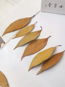 Macro detail of six natural dried orange leaves with clear texture for DIY crafts