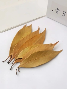 Macro shot of natural dried lanceolate leaves showing clear veins for DIY crafts