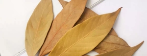 Detailed macro view of natural dried orange leaves with organic textures for DIY crafts
