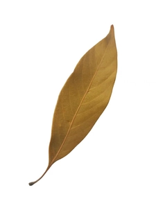 Detailed macro view of natural dried orange leaf with distinct brown veins for DIY crafts