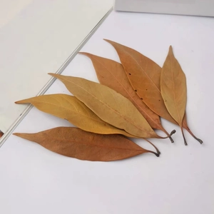 Natural dried orange leaves for DIY crafts and floral wreath decorations on white background