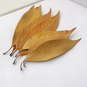 Natural dried long elliptical leaves for DIY crafts and aquarium water quality control