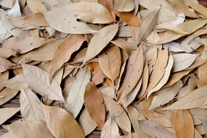 Close-up of dried natural leaves for aquarium landscaping and vintage DIY decor