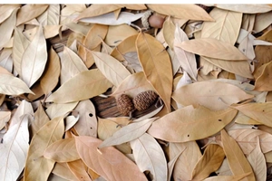 Macro detail of natural dried orange leaves and pine cones for vintage DIY crafts