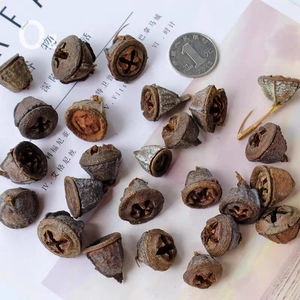 Capsule di Eucalipto Frutti di Piante Essiccate Conservate Naturali per Ghirlande di Natale Matrimonio Fai da Te Decorazione