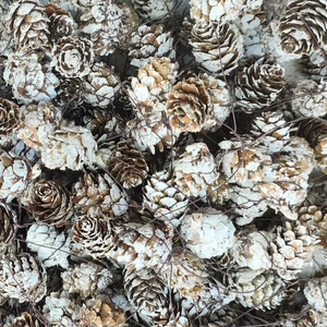 Natural pine cones with white frosting effect for Christmas DIY crafts and holiday decor