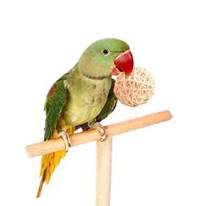 Balle Tissée en Rotin Naturel pour Perroquet Oiseau Jouet à Mâcher Soulagement de l'Ennui Couleur Bois Blanc Fournitures