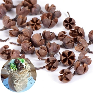 Natural dried star-shaped seed pods and round nuts for DIY floral arrangements and decor