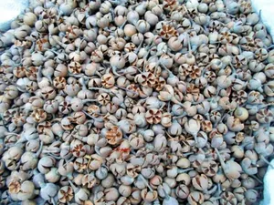 Macro detail of natural dried eucalyptus pods for DIY floral arrangements and home decor