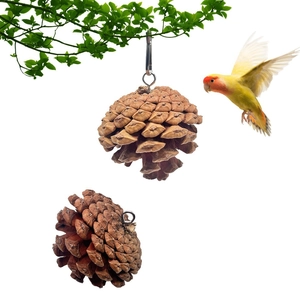 Gioco naturale in pigna per uccelli con gancio in metallo e pappagallo su sfondo bianco