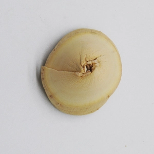Macro shot of natural wood flower petals showing organic fiber textures for DIY crafts