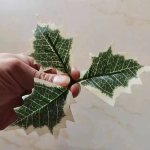 Artificial three-forked green holly leaves with white edges for Christmas decoration