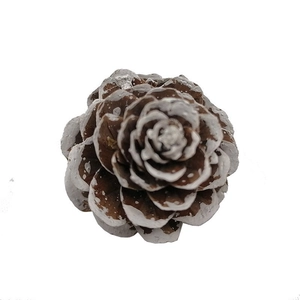 Close-up of a 4cm natural larch pine cone with white painted tips for snowy Christmas DIY decor