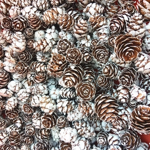 Natural mini pine cones and snow-tipped cones for DIY Christmas ornaments and crafts