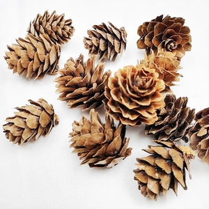Natural dried mini pine cones for Christmas DIY crafts and home rustic decor