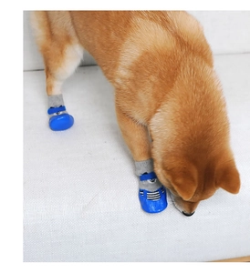 Detail of Shiba Inu wearing non-slip pet shoes with blue rubber soles and Velcro straps
