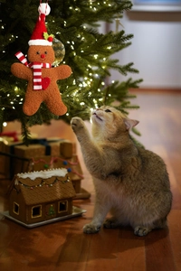 Gingerbread man ornament with red scarf on Christmas tree being reached by a cute cat
