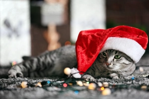 Gros plan d'un chat portant un bonnet de Noël rouge en peluche pour animaux de compagnie
