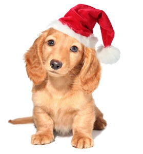 Gros plan d'un chiot teckel à poils longs portant un bonnet de Noël rouge pour animaux