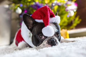 Gros plan d'un bouledogue français portant un bonnet de Noël rouge et une tenue de fête assortie