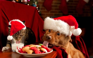 Bonnet de Noël festif pour animaux avec friandises en forme d'os dans une ambiance de vacances