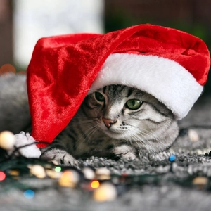 Chat tigré portant un bonnet de Noël festif en velours rouge avec pompon blanc doux