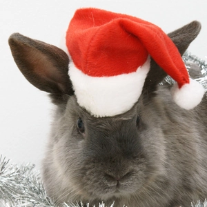 Bonnet de Noël classique rouge pour animaux avec bordure peluche blanche et guirlande