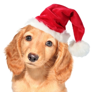 Teckel doré portant un bonnet de Noël rouge pour animaux en velours et peluche blanche