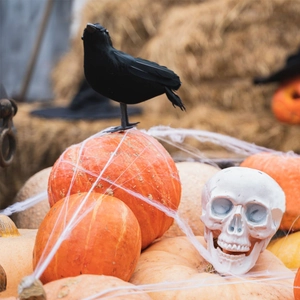 Close-up of realistic black crow perched on a pumpkin with skull and spider webs decoration
