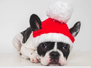 Gros plan du bonnet de Noël tricoté rouge et blanc avec pompon sur un bouledogue français