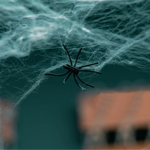 Black realistic spider with white synthetic cobweb for Halloween haunted house decor