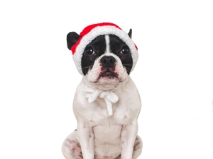 Détail du bonnet de Noël tricoté pour animal avec bord en peluche sur un bouledogue français