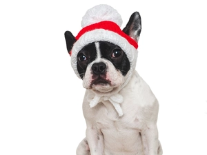 Détail du bonnet de Noël tricoté pour animaux avec trous d'oreilles et pompon doux
