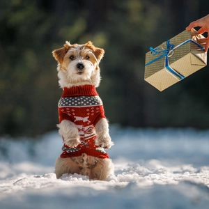 Close-up of festive red dog knit sweater with Christmas patterns in snowy outdoor setting