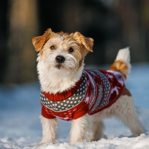 Close-up of red Christmas pet sweater featuring white reindeer and snowflake patterns