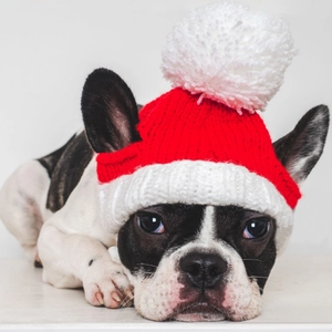Chapeau de Noël Tricoté pour Animaux de Compagnie Chiens Chats Rouge Vert Petit Bonnet avec Pompon Coiffe Festive Réglable Accessoires
