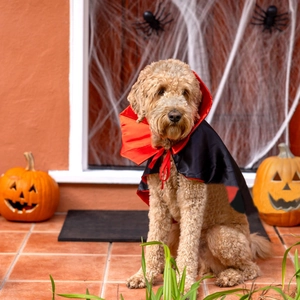 Detail of pet vampire cloak with red lining and high collar on a dog in Halloween setting