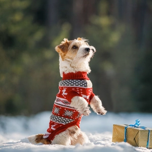 Detail of Christmas pet sweater with reindeer patterns and ribbed cuffs in snowy forest